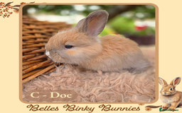 Angora rabbits for sale: 🧡 Pure Bred Angora Babies 🧡 For Reserve - Image 9