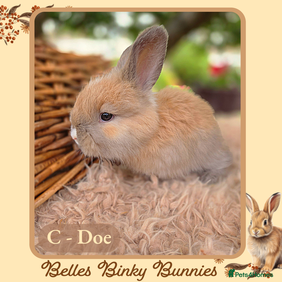 Angora rabbits for sale: 🧡 Pure Bred Angora Babies 🧡 For Reserve - Image 9