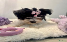 Biewer Terrier dogs for sale: 🩶🩷Biewer-Biro Champion heritage pups! 🐶❤️ - Image 15