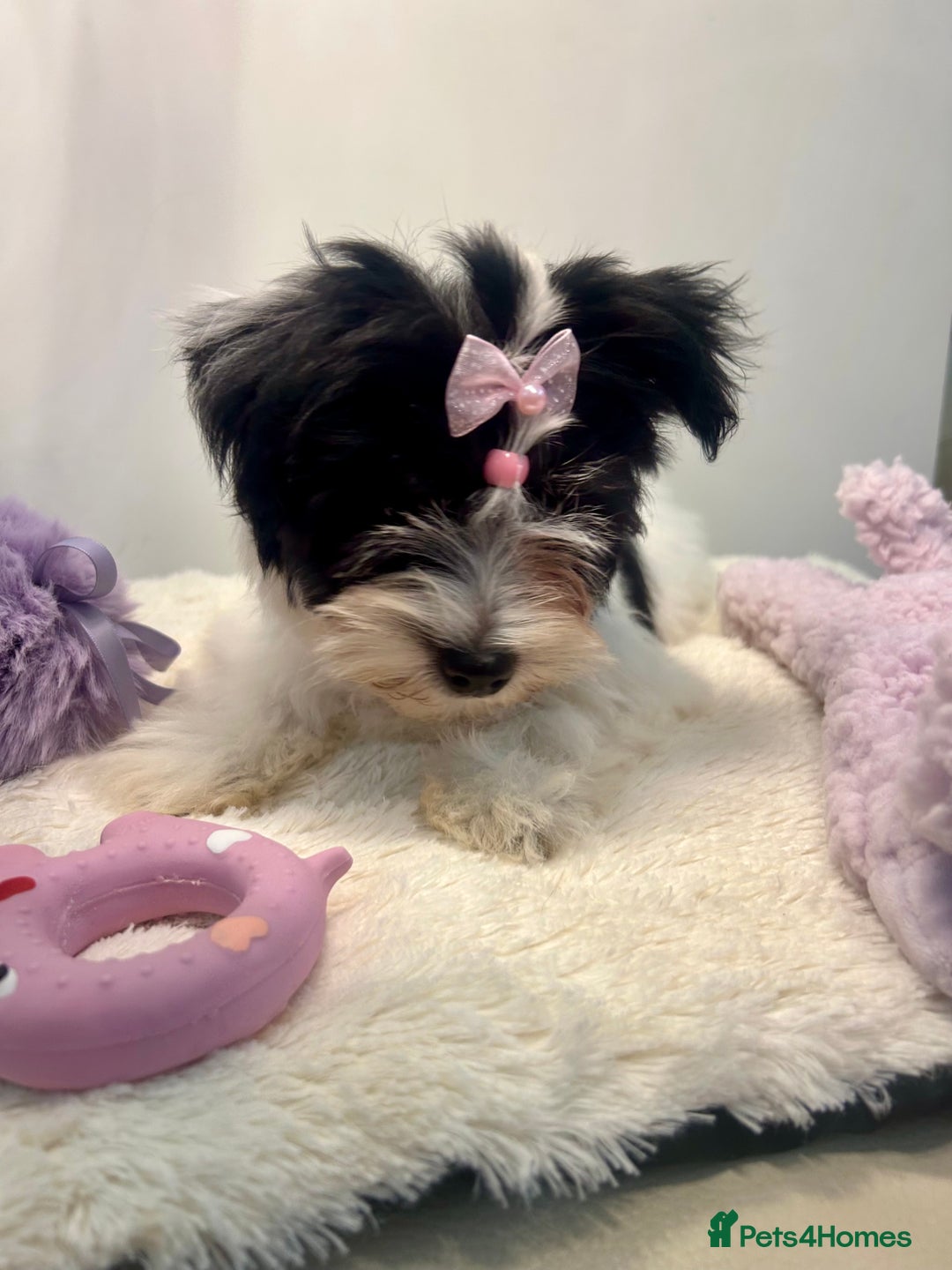 Biewer Terrier dogs for sale: 🩶🩷Biewer-Biro Champion heritage pups! 🐶❤️ - Image 15