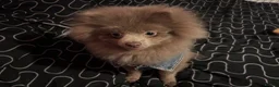Pomeranian dogs for sale: Antonio / Tonio - Advert 12