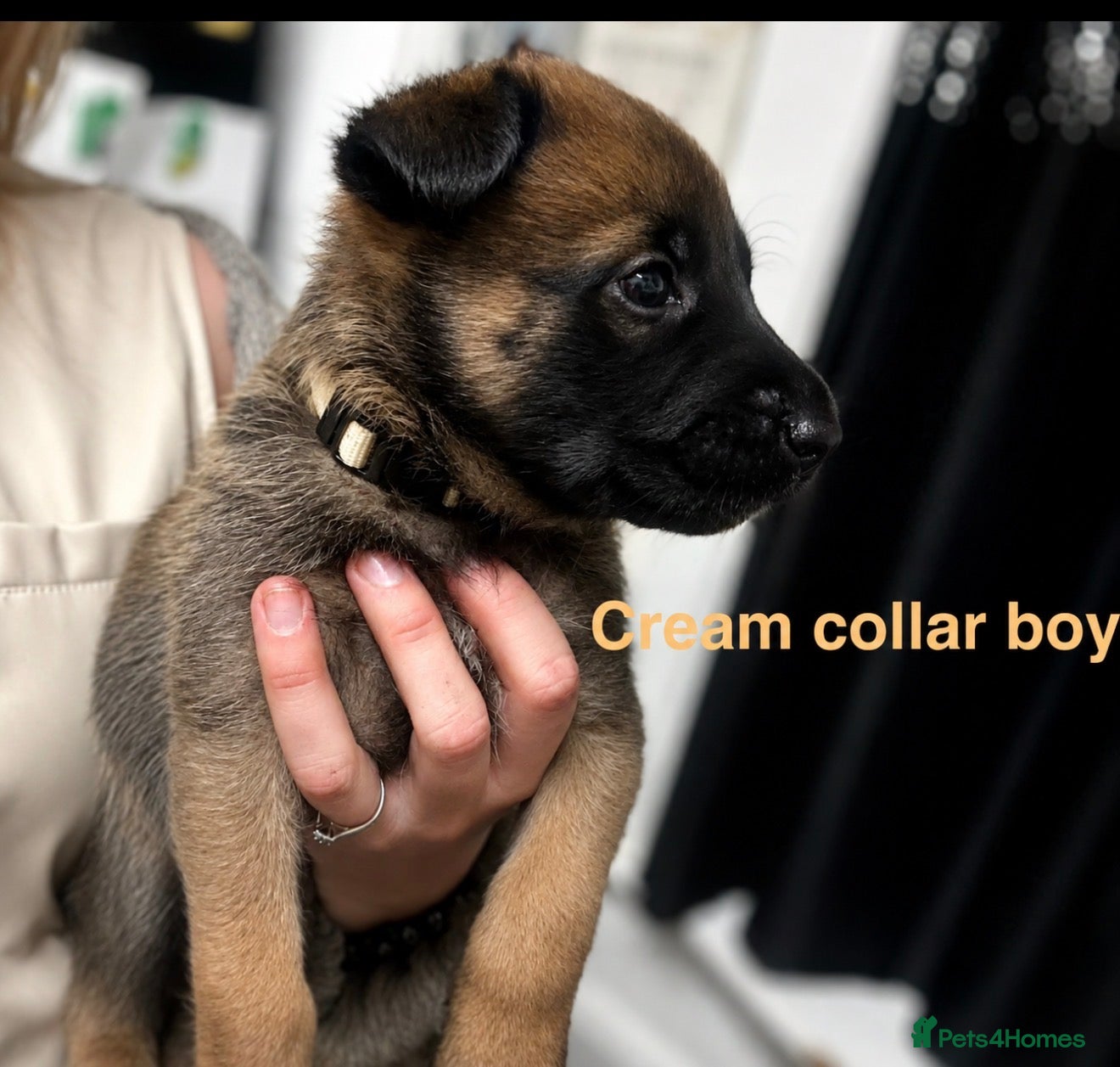 Belgian Shepherd Dog dogs 4 Belgian Malinois puppies left   - Advert 4