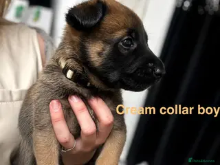 Belgian Shepherd Dog dogs 4 Belgian Malinois puppies left - Advert 4
