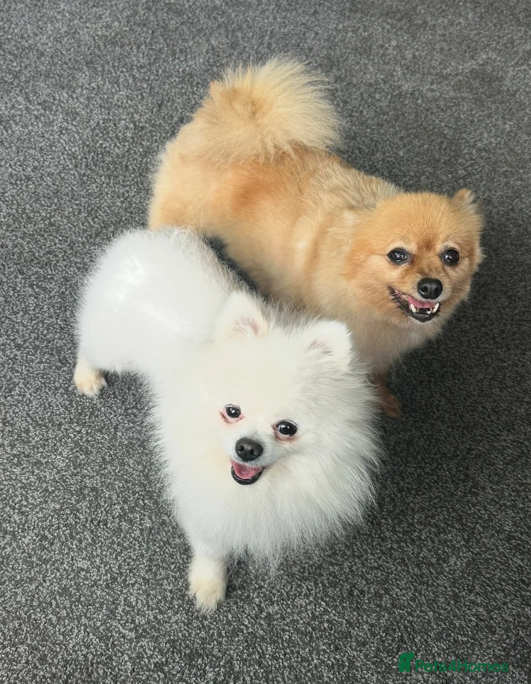 Pomeranian dogs for sale: Pomaranian - Advert 4