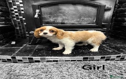 Cavalier King Charles Spaniel dogs for sale: 💫 DNA CLEAR CAVALIER KING CHARLES PUPPIES 💫  - Image 12