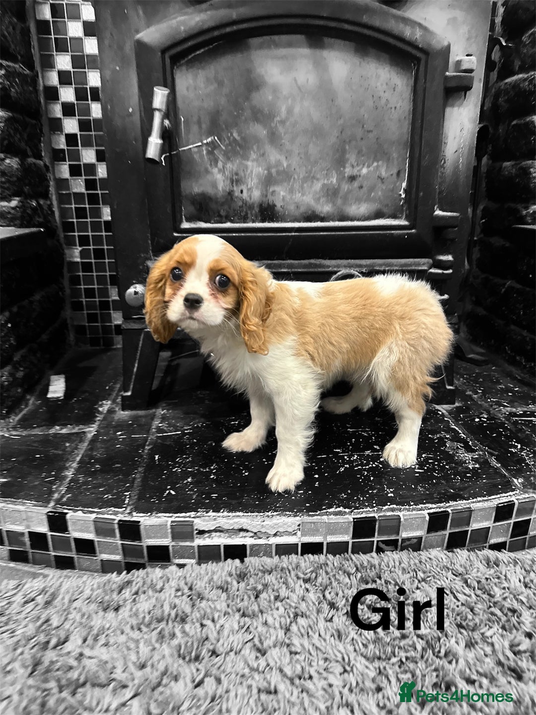 Cavalier King Charles Spaniel dogs for sale: 💫 DNA CLEAR CAVALIER KING CHARLES PUPPIES 💫  - Image 12