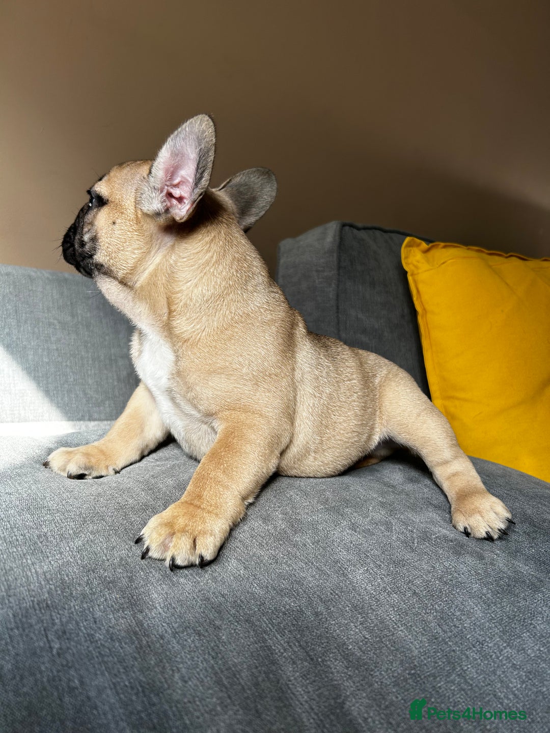 French Bulldog dogs for sale: KC, standard colours French Bulldog puppies🐾 - Image 29