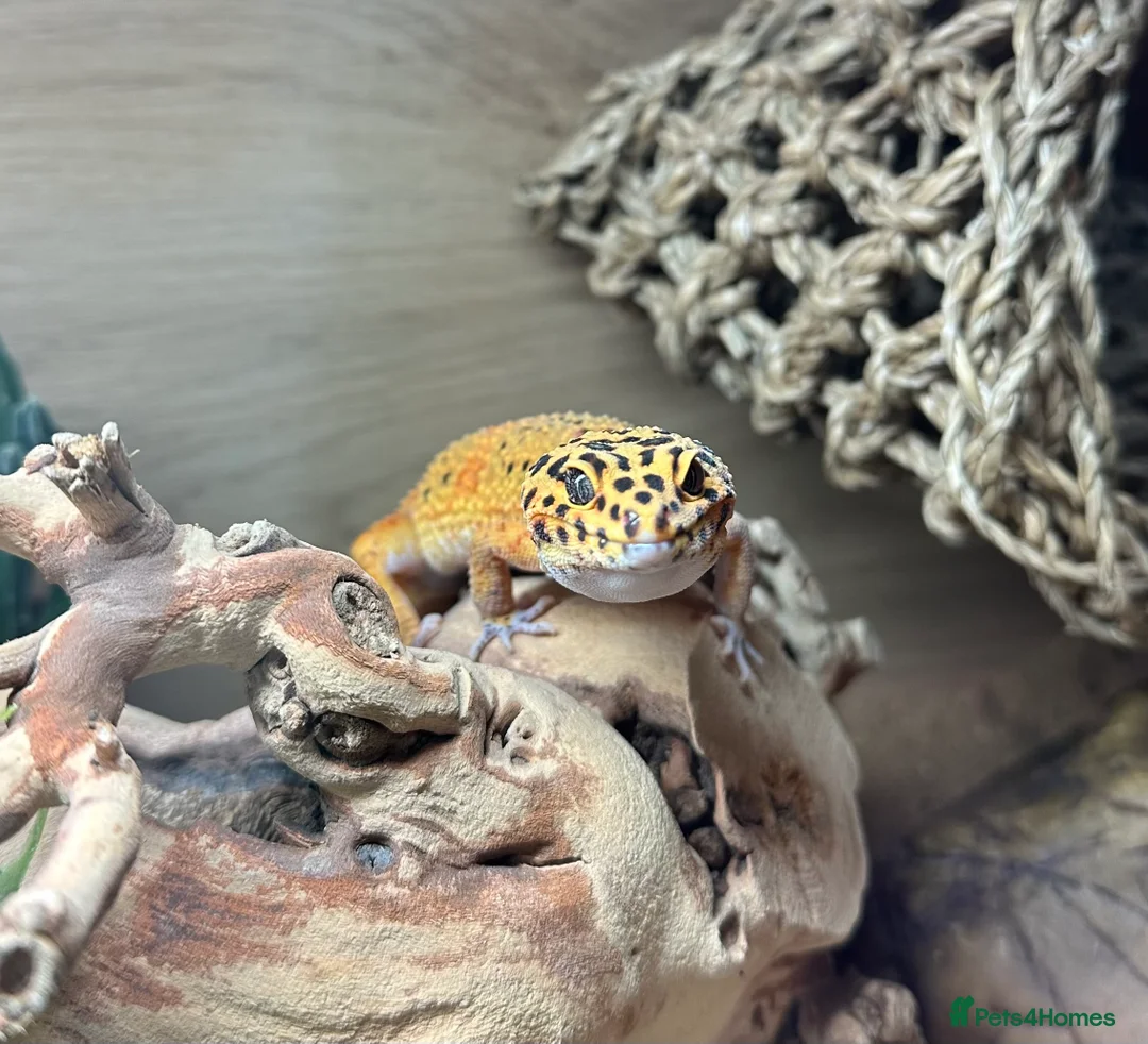 Leopard Gecko reptiles for sale: Young male Leopard Gecko - Advert 1