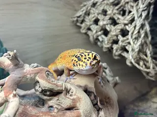 Leopard Gecko reptiles Young male Leopard Gecko - Advert 4