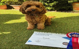 Cockapoo dogs for sale: 🐾 Expected F1 Top Class 🐾  - Image 7