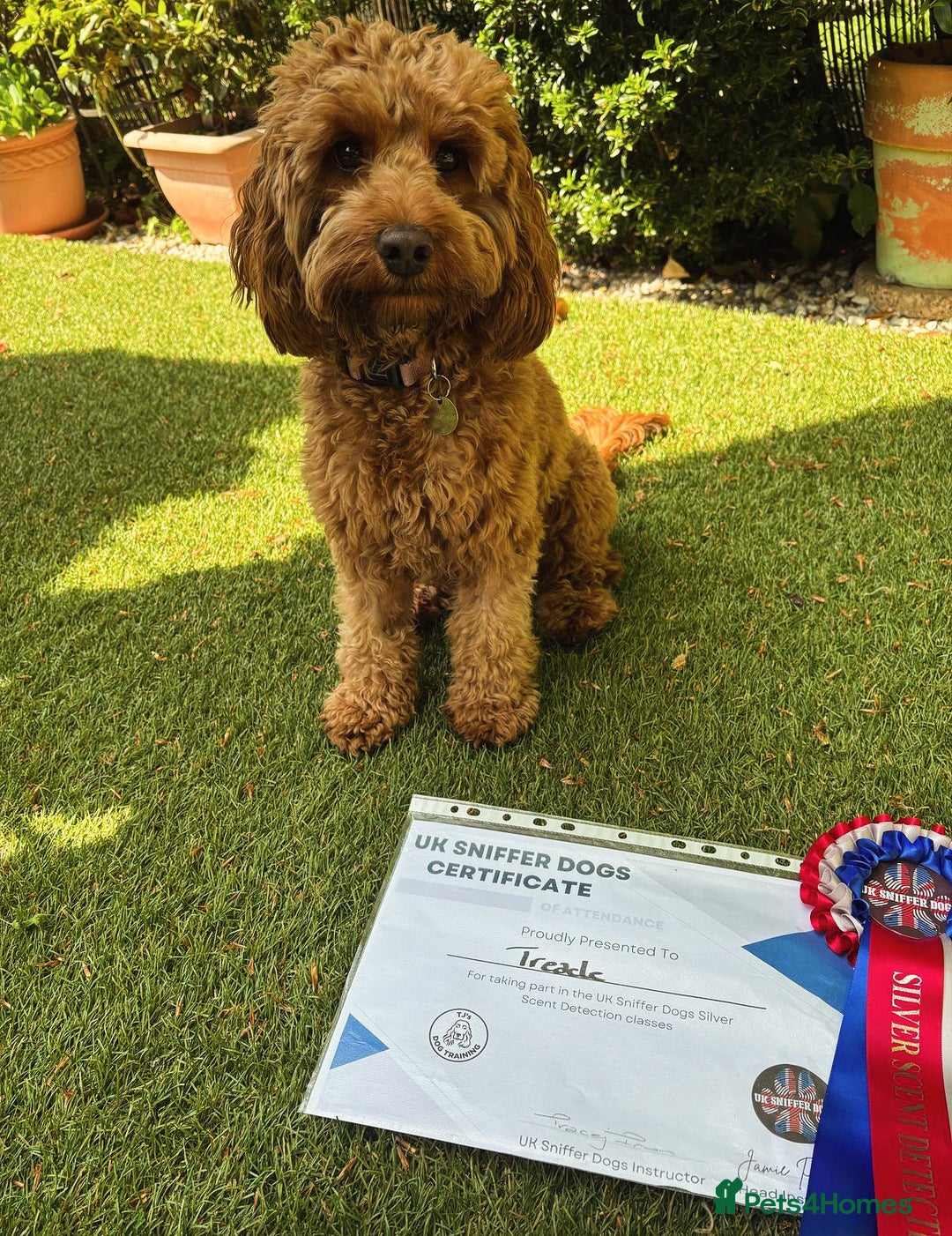 Cockapoo dogs for sale: 🐾 Expected F1 Top Class 🐾  - Image 7