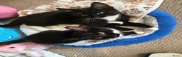 Mixed Breed cats for sale: 2 black and white kittens to go together - Advert 2