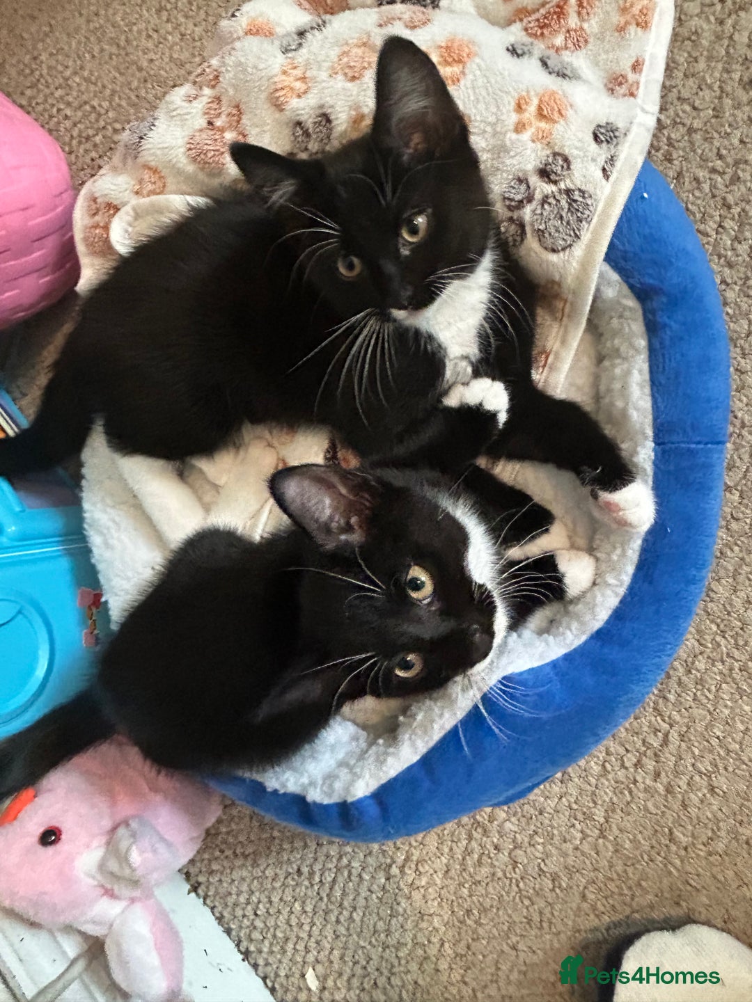 Mixed Breed cats for sale: 2 black and white kittens to go together - Advert 2