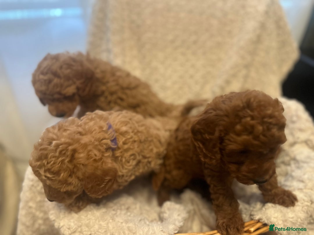 Toy Poodle dogs for sale: 🤎Toy poodles🤎 - Image 17