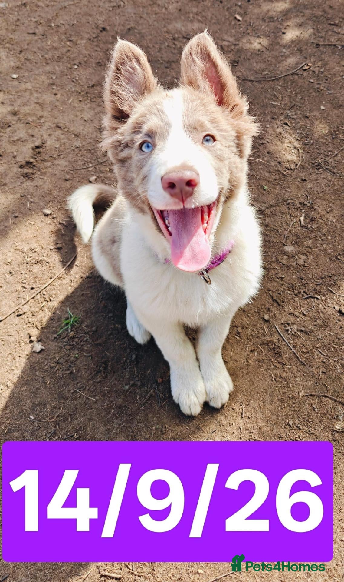 Border Collie dogs KC registered Border collie pups for sale - Advert 2