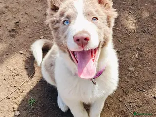 Border Collie Puppies For Sale Pets4Homes border-collie-puppies-for-sale-pets4homes