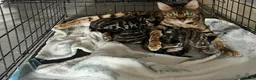 Bengal cats for sale: 5 Beautiful Bengal Brown Rosetted Kittens in London - Advert 6