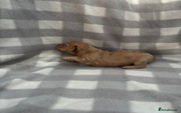 Dachshund dogs for sale: Dapple Dachshund Puppies (5 Girls, 1 Boy) - Image 6