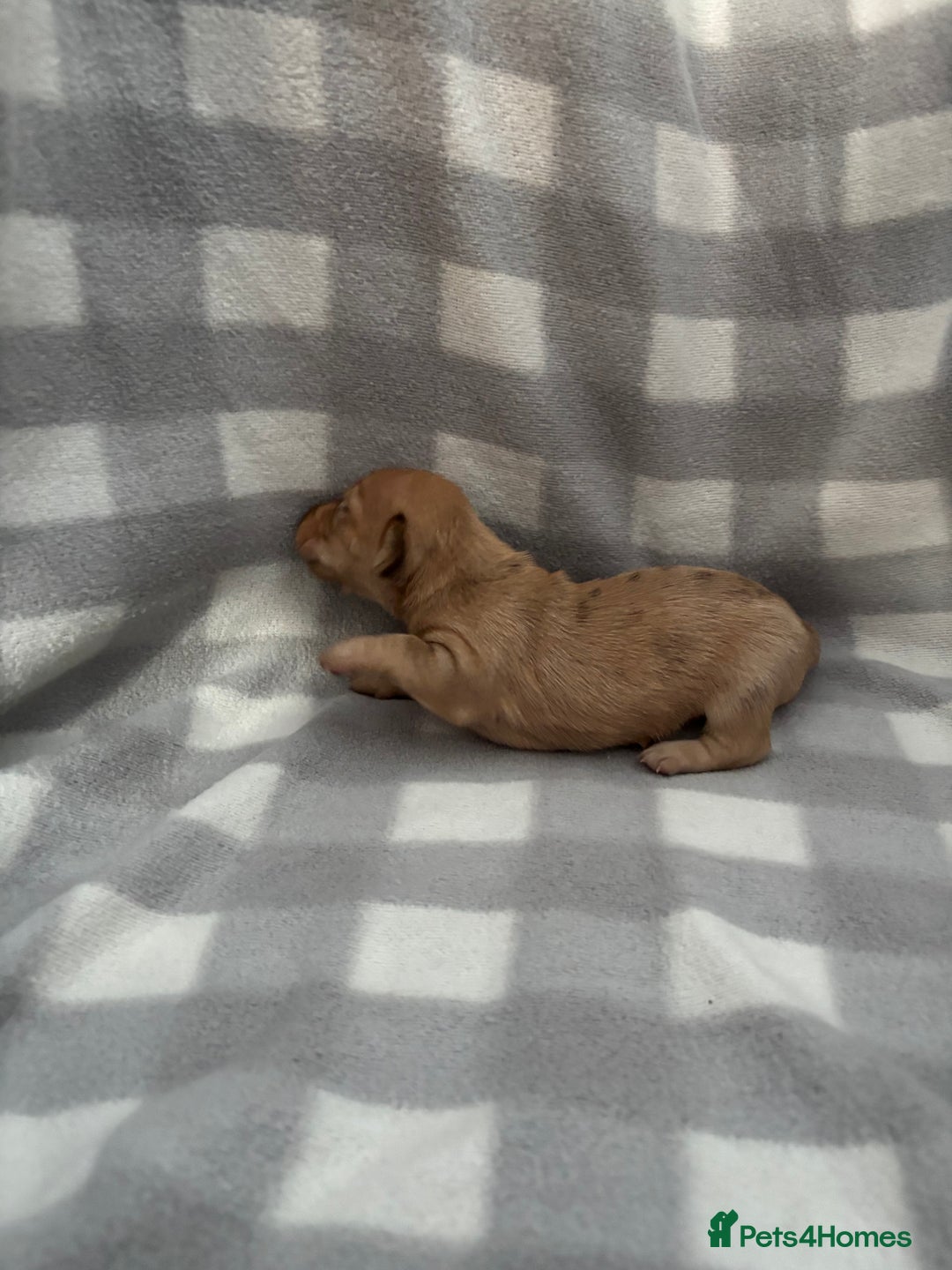 Dachshund dogs for sale: Dapple Dachshund Puppies (5 Girls, 1 Boy) - Image 6