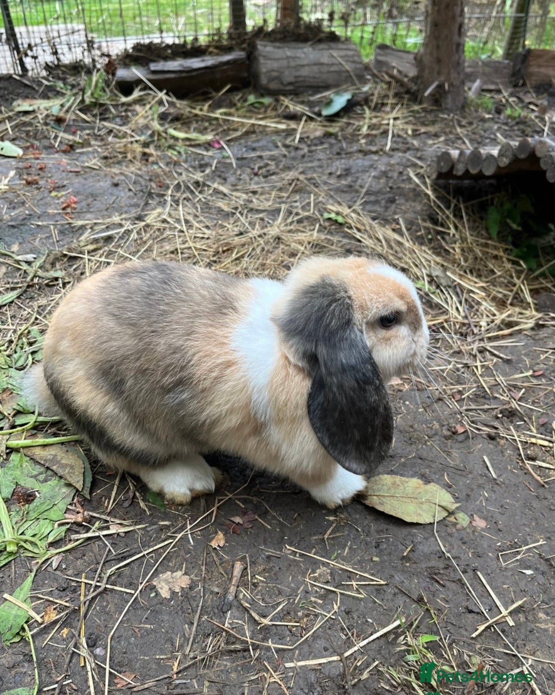 Mini Lop rabbits for sale: Beautiful super friendly tricolour mini lop girl - Advert 2