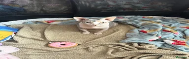 Sphynx 1