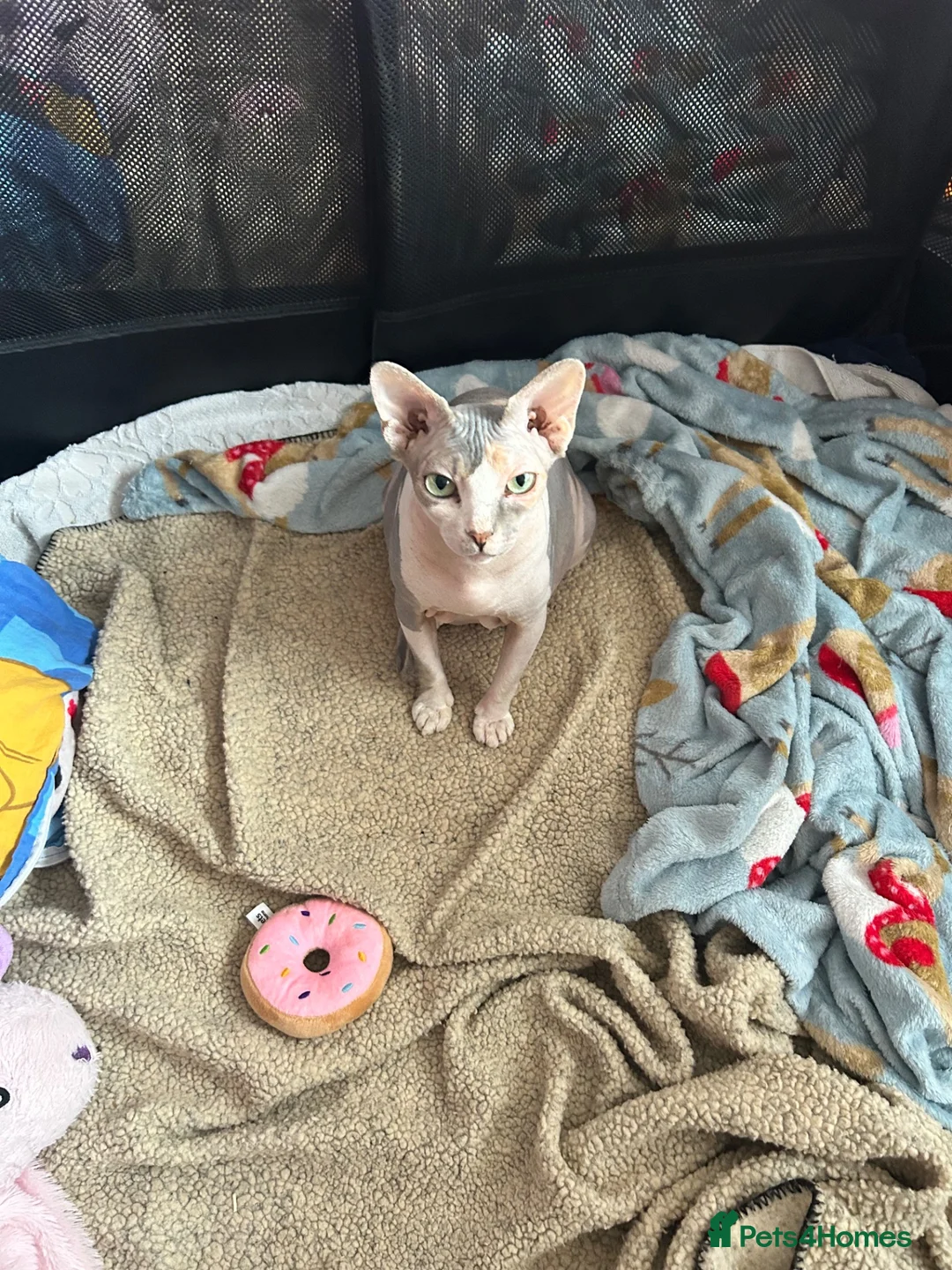 Sphynx cats for sale: TICA Registered Sphynx Girl Only-Cat Home Required - Advert 2
