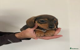 Miniature Dachshund dogs for sale: Gorgeous Long &short haired mini dachshund puppies - Image 1