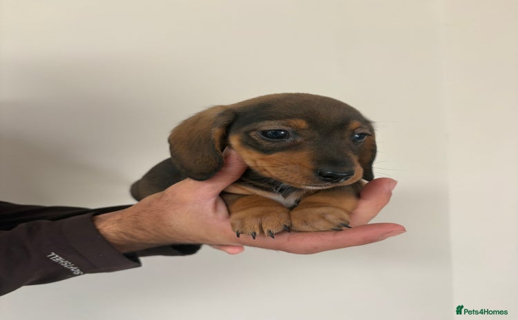 Miniature Dachshund dogs - Advert 14