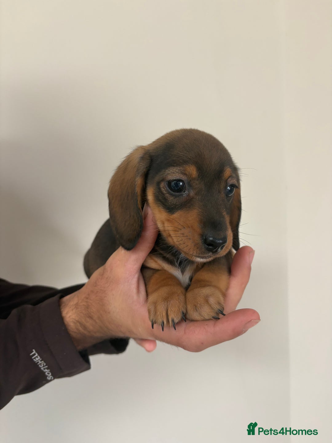 Miniature Dachshund dogs for sale: Gorgeous Long &short haired mini dachshund puppies - Image 1