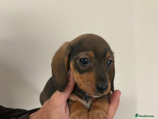 Miniature Dachshund dogs - Advert 10
