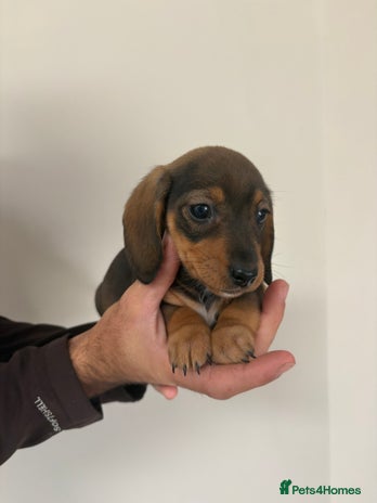 Miniature Dachshund dogs - Advert 3