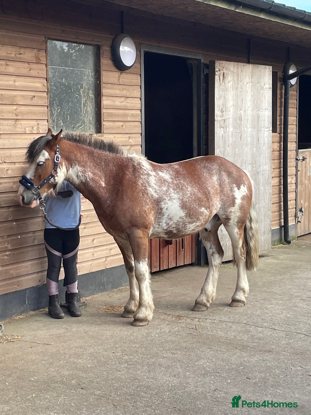 Riding pony horses for sale: 13.3hh Blagdon super cob for sale  - Advert 3
