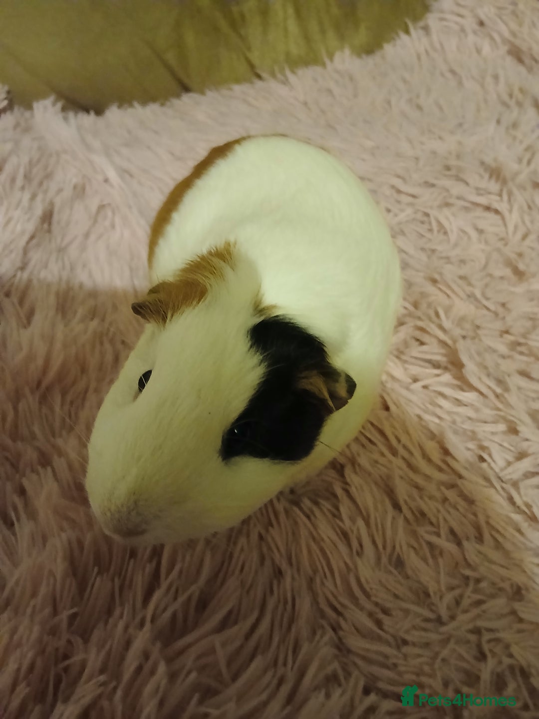 Guinea Pig rodents for sale: Two female guinea pigs - Image 2