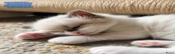 Ragdoll cats for sale: Ragdoll Kittens - Seal Point & Blue Bicolour - Advert 4