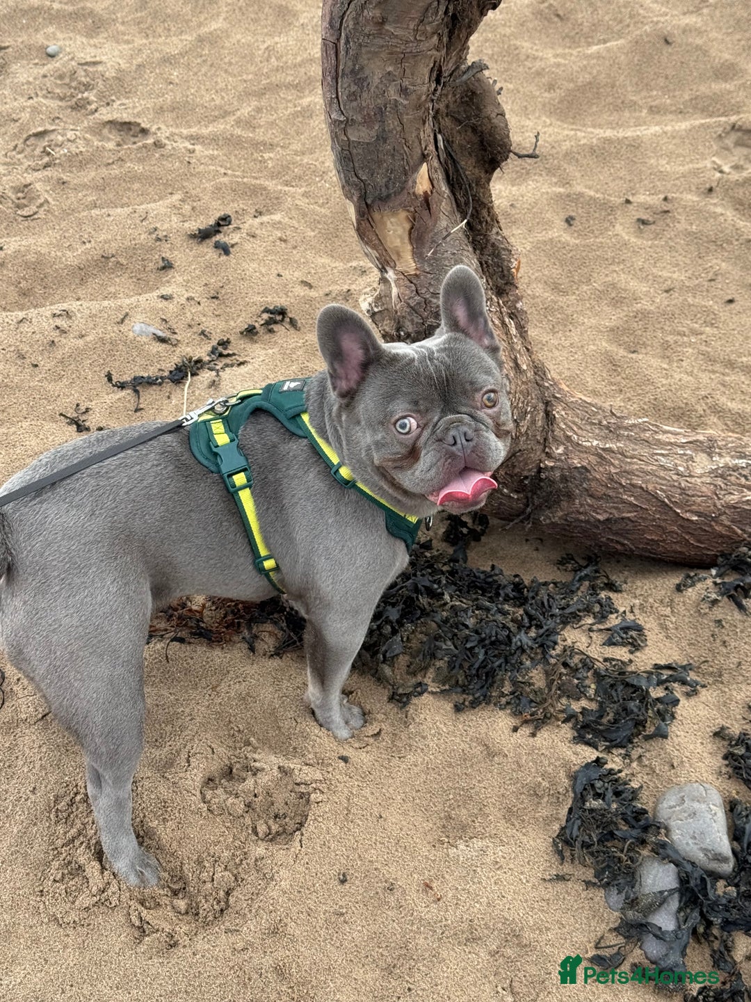 French Bulldog dogs for sale: French bulldog  - Image 2