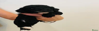 Cockapoo 6