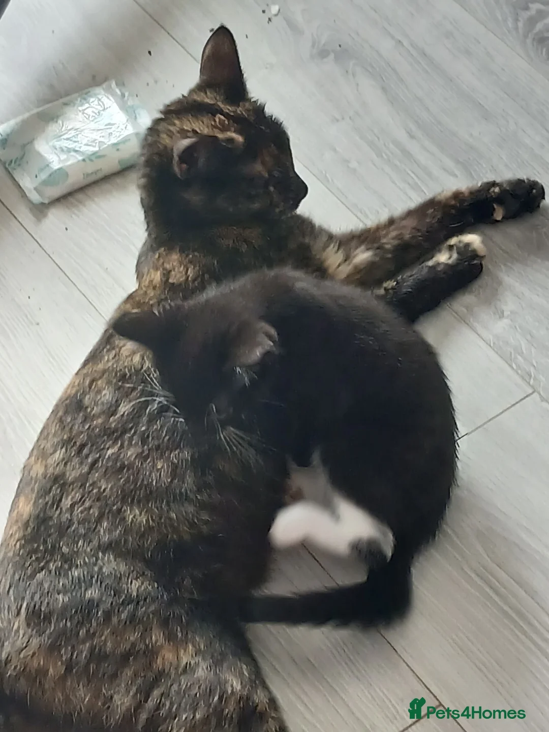 Mixed Breed cats for sale: 4 lovely friendly kittens - Advert 2