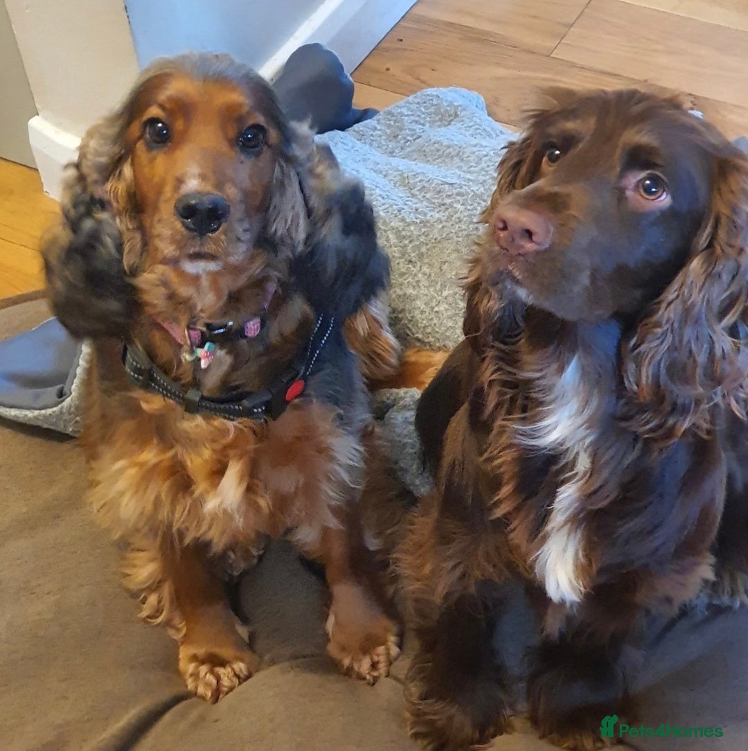 Cocker Spaniel dogs for sale: Litter of gorgeous cocker spaniel puppies  - Advert 5