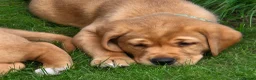 Labrador Retriever dogs for stud: Fox red stud dog  - Advert 14
