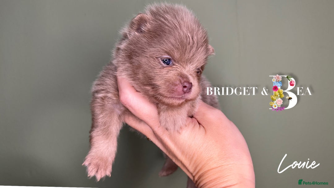 Pomeranian dogs for sale: 💛PUPPIES ARRIVED 💛 - Advert 22