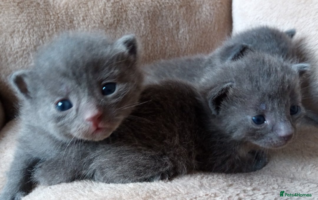 Russian Blue cats for sale: Russian Blue Kittens - 2 Boys left - Image 4