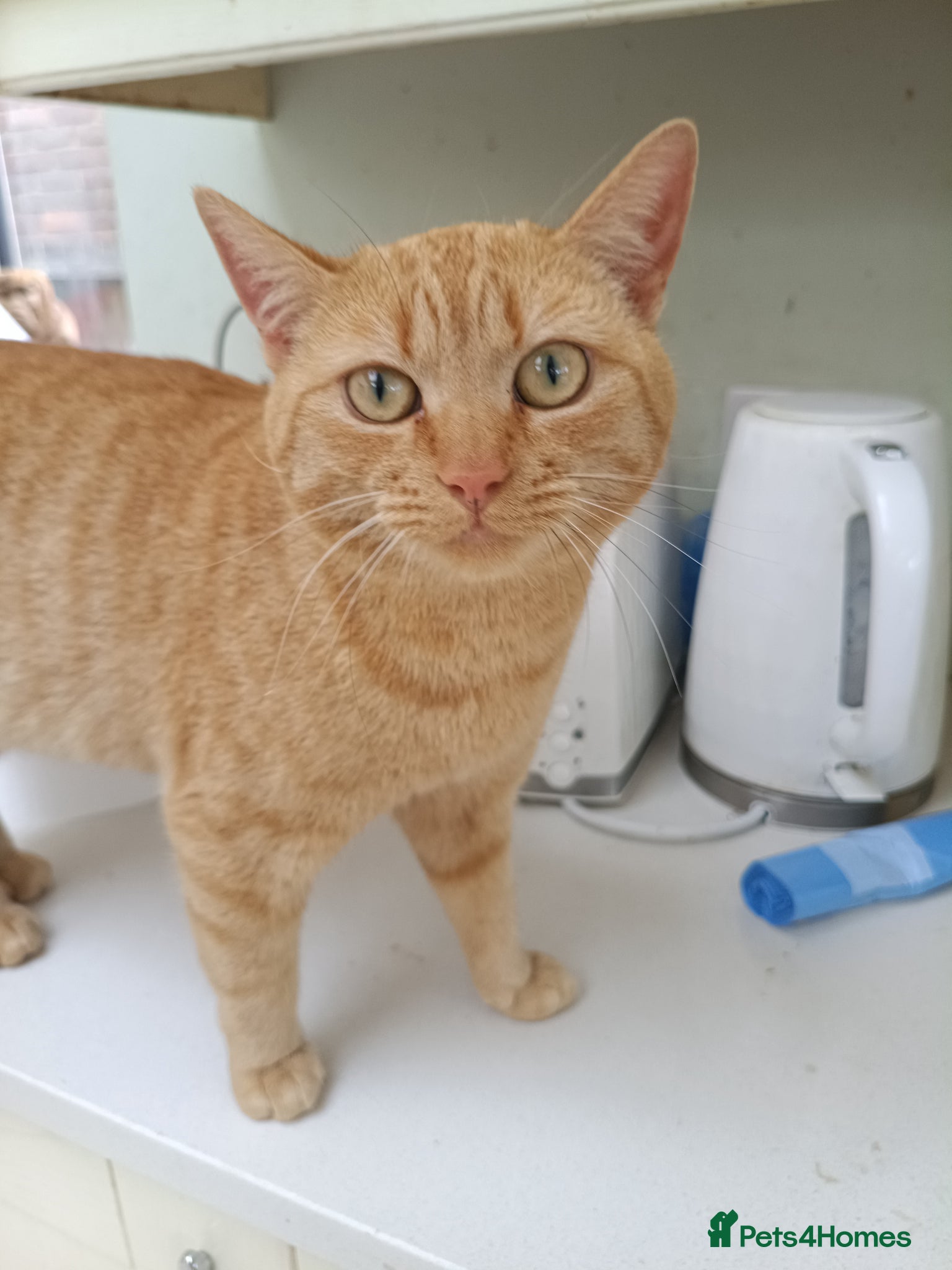Mixed Breed cats 5* star home wanted!! - Advert 4