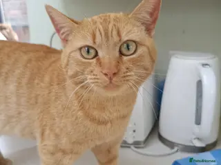 Mixed Breed cats 5* star home wanted!! - Advert 4