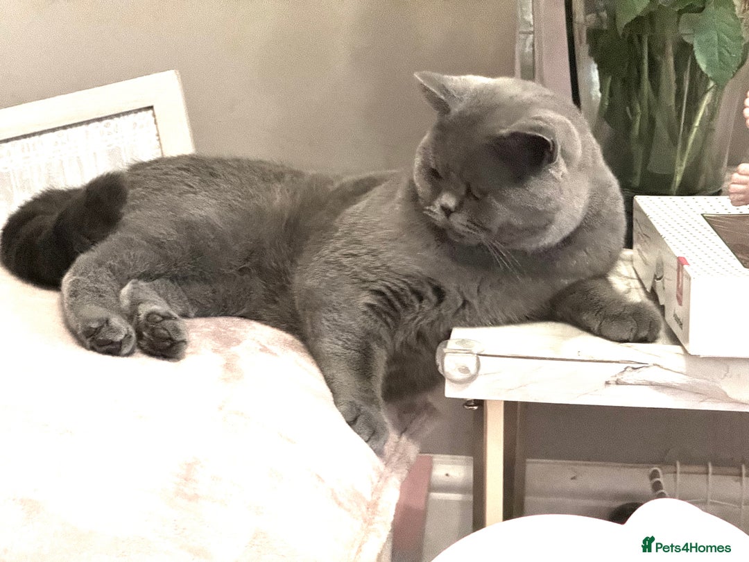 British Shorthair cats for sale: Beautiful British Short Hair - Advert 6