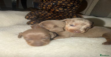 Miniature Dachshund dogs - Advert 10
