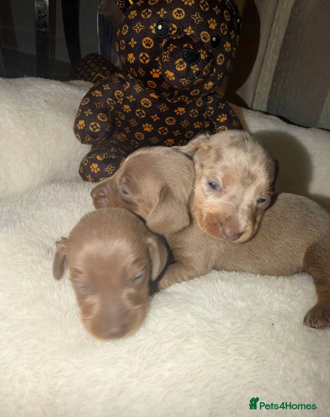 Miniature Dachshund dogs for sale: Miniature Dachshunds  - Image 3