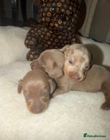 Miniature Dachshund dogs - Advert 10