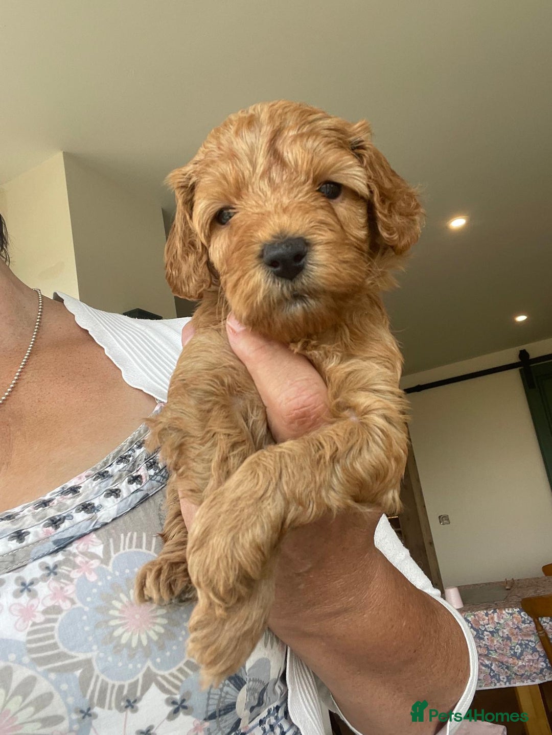 Cockapoo dogs for sale:  Teddy Bear type Cockapoos. - Image 12