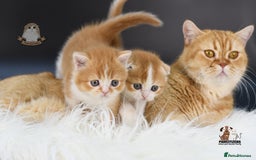 Scottish Fold cats for sale: LICENSED CATTERY, PURE BREED TOP QUALITY KITTENS - Image 13