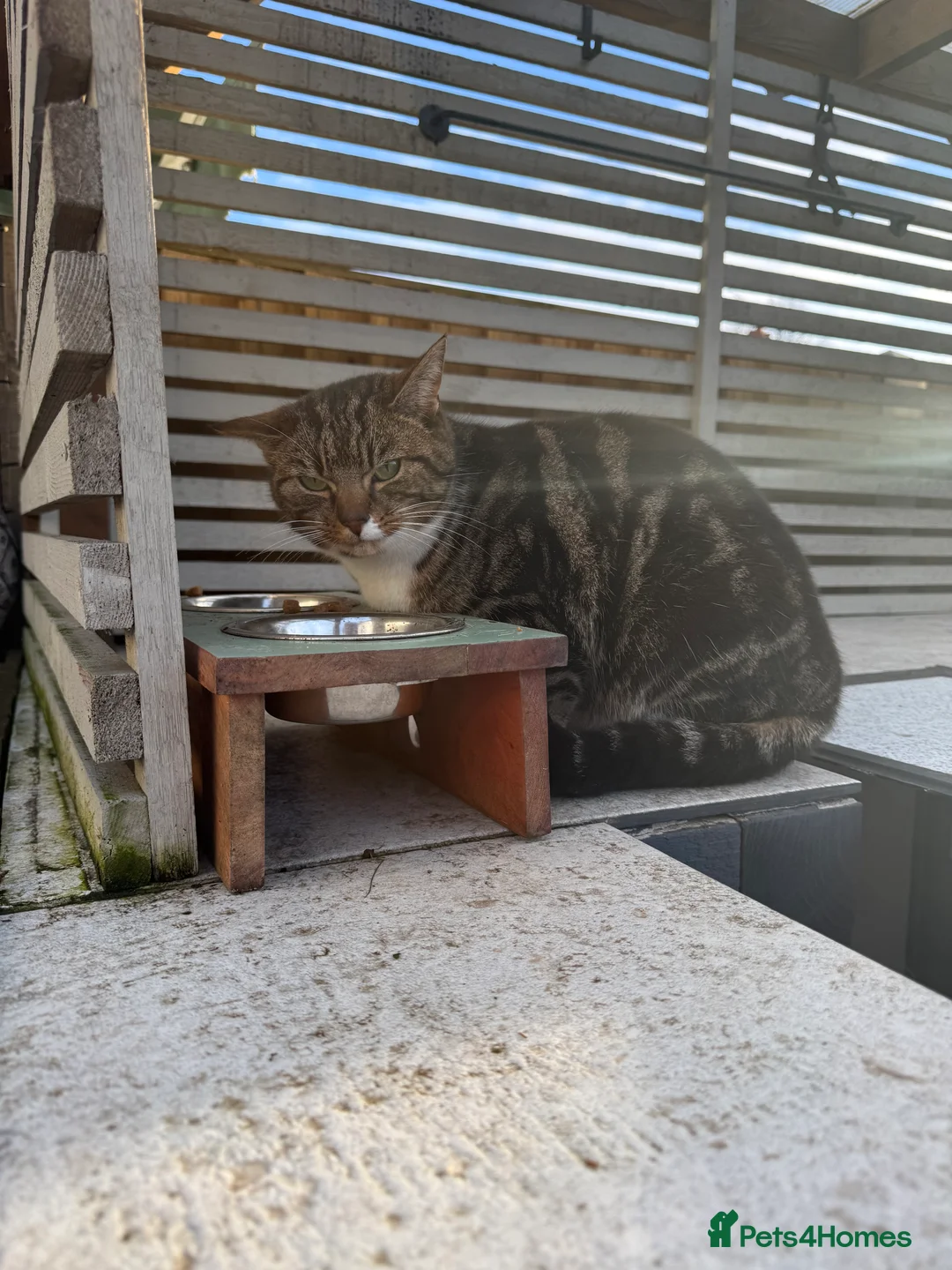 Mixed Breed cats for sale: Pip is looking o for a new home  - Advert 2